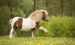 Poni i drugi mali konji